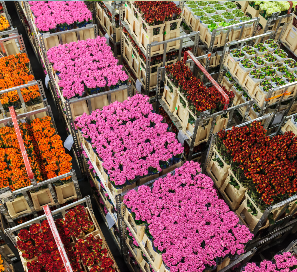 Stemming Plantion is geopend